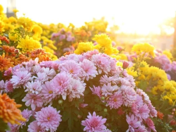 Comment replanter des chrysanthèmes en pleine terre ?